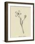 Pollybirdia Singularis-Edward Lear-Framed Giclee Print