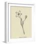Pollybirdia Singularis-Edward Lear-Framed Giclee Print