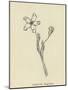 Pollybirdia Singularis-Edward Lear-Mounted Giclee Print