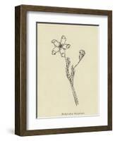 Pollybirdia Singularis-Edward Lear-Framed Giclee Print