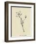 Pollybirdia Singularis-Edward Lear-Framed Giclee Print