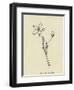 Pollybirdia Singularis-Edward Lear-Framed Giclee Print