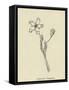 Pollybirdia Singularis-Edward Lear-Framed Stretched Canvas