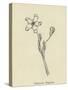 Pollybirdia Singularis-Edward Lear-Stretched Canvas
