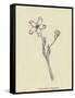 Pollybirdia Singularis-Edward Lear-Framed Stretched Canvas