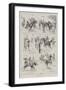 Polo at Hurlingham, 11 May-Ralph Cleaver-Framed Giclee Print