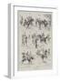 Polo at Hurlingham, 11 May-Ralph Cleaver-Framed Giclee Print