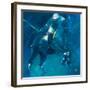 Polo Players - Blue-Neil Helyard-Framed Giclee Print