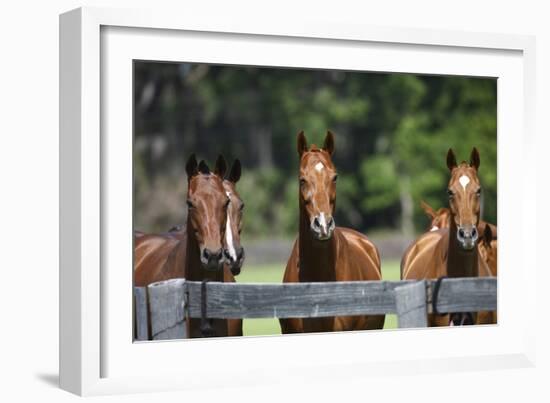 Polo Ponies 004-Bob Langrish-Framed Photographic Print