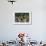 Polo Ponies 004-Bob Langrish-Framed Photographic Print displayed on a wall