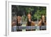 Polo Ponies 004-Bob Langrish-Framed Photographic Print