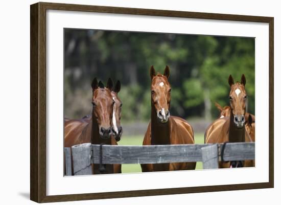 Polo Ponies 004-Bob Langrish-Framed Photographic Print