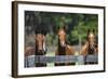 Polo Ponies 004-Bob Langrish-Framed Photographic Print
