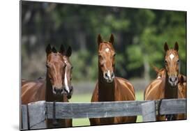 Polo Ponies 004-Bob Langrish-Mounted Photographic Print