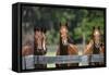 Polo Ponies 004-Bob Langrish-Framed Stretched Canvas