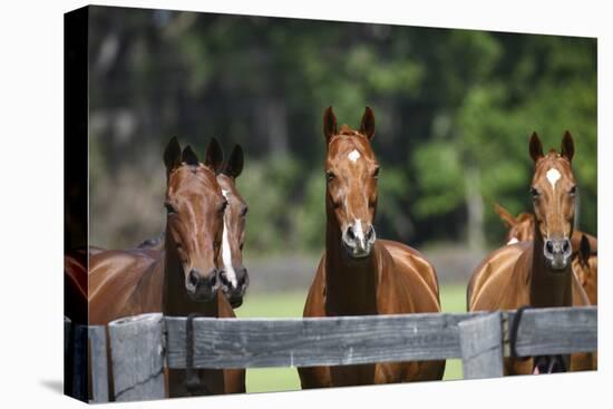 Polo Ponies 004-Bob Langrish-Stretched Canvas