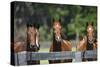 Polo Ponies 004-Bob Langrish-Stretched Canvas