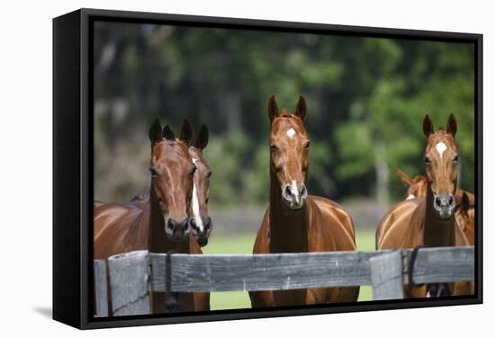 Polo Ponies 004-Bob Langrish-Framed Stretched Canvas