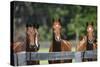 Polo Ponies 004-Bob Langrish-Stretched Canvas