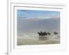 Polo Ponies-Henry Koehler-Framed Premium Giclee Print