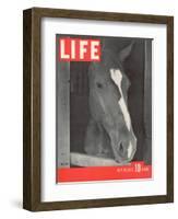Polo Pony at Bostwick Field on Long Island, July 26, 1937-Alfred Eisenstaedt-Framed Photographic Print