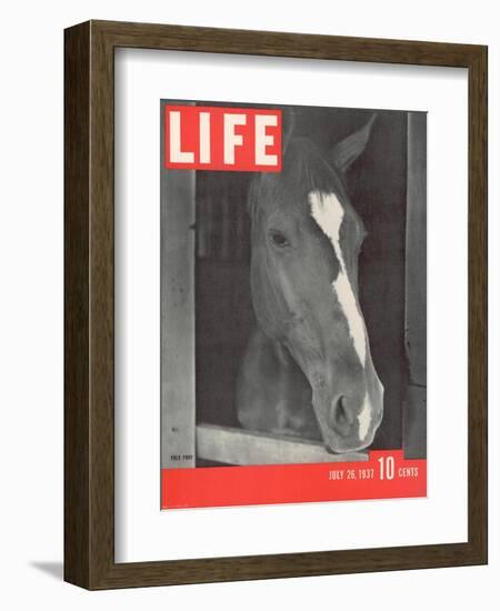 Polo Pony at Bostwick Field on Long Island, July 26, 1937-Alfred Eisenstaedt-Framed Photographic Print