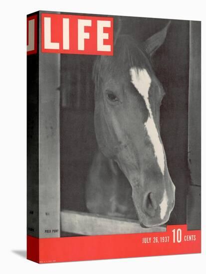 Polo Pony at Bostwick Field on Long Island, July 26, 1937-Alfred Eisenstaedt-Stretched Canvas