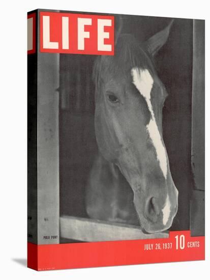 Polo Pony at Bostwick Field on Long Island, July 26, 1937-Alfred Eisenstaedt-Stretched Canvas