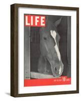 Polo Pony at Bostwick Field on Long Island, July 26, 1937-Alfred Eisenstaedt-Framed Photographic Print