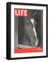Polo Pony at Bostwick Field on Long Island, July 26, 1937-Alfred Eisenstaedt-Framed Photographic Print