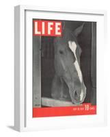 Polo Pony at Bostwick Field on Long Island, July 26, 1937-Alfred Eisenstaedt-Framed Photographic Print