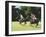 Polo-null-Framed Photographic Print