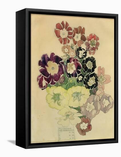 Polyanthus, Walberswick, 1915-Charles Rennie Mackintosh-Framed Stretched Canvas