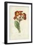 Polyanthus-Frederick Edward Hulme-Framed Giclee Print