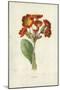 Polyanthus-Frederick Edward Hulme-Mounted Giclee Print