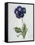 Polyanthus-Marie-Anne-Framed Stretched Canvas