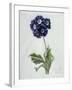 Polyanthus-Marie-Anne-Framed Giclee Print