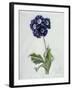 Polyanthus-Marie-Anne-Framed Giclee Print