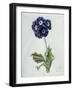 Polyanthus-Marie-Anne-Framed Giclee Print