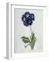 Polyanthus-Marie-Anne-Framed Giclee Print