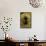 Polybaphes Sanguinolenta (Flower Chafer)-Paul Starosta-Framed Stretched Canvas displayed on a wall