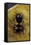 Polybaphes Sanguinolenta (Flower Chafer)-Paul Starosta-Framed Stretched Canvas