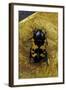 Polybaphes Sanguinolenta (Flower Chafer)-Paul Starosta-Framed Photographic Print
