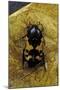 Polybaphes Sanguinolenta (Flower Chafer)-Paul Starosta-Mounted Photographic Print