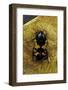 Polybaphes Sanguinolenta (Flower Chafer)-Paul Starosta-Framed Photographic Print