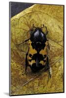 Polybaphes Sanguinolenta (Flower Chafer)-Paul Starosta-Mounted Photographic Print