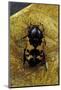 Polybaphes Sanguinolenta (Flower Chafer)-Paul Starosta-Mounted Photographic Print