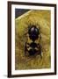 Polybaphes Sanguinolenta (Flower Chafer)-Paul Starosta-Framed Photographic Print