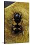 Polybaphes Sanguinolenta (Flower Chafer)-Paul Starosta-Stretched Canvas