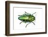 Polybothris Sumptuosa Sumptuosa Top View of This Jewel Beetle-Darrell Gulin-Framed Photographic Print
